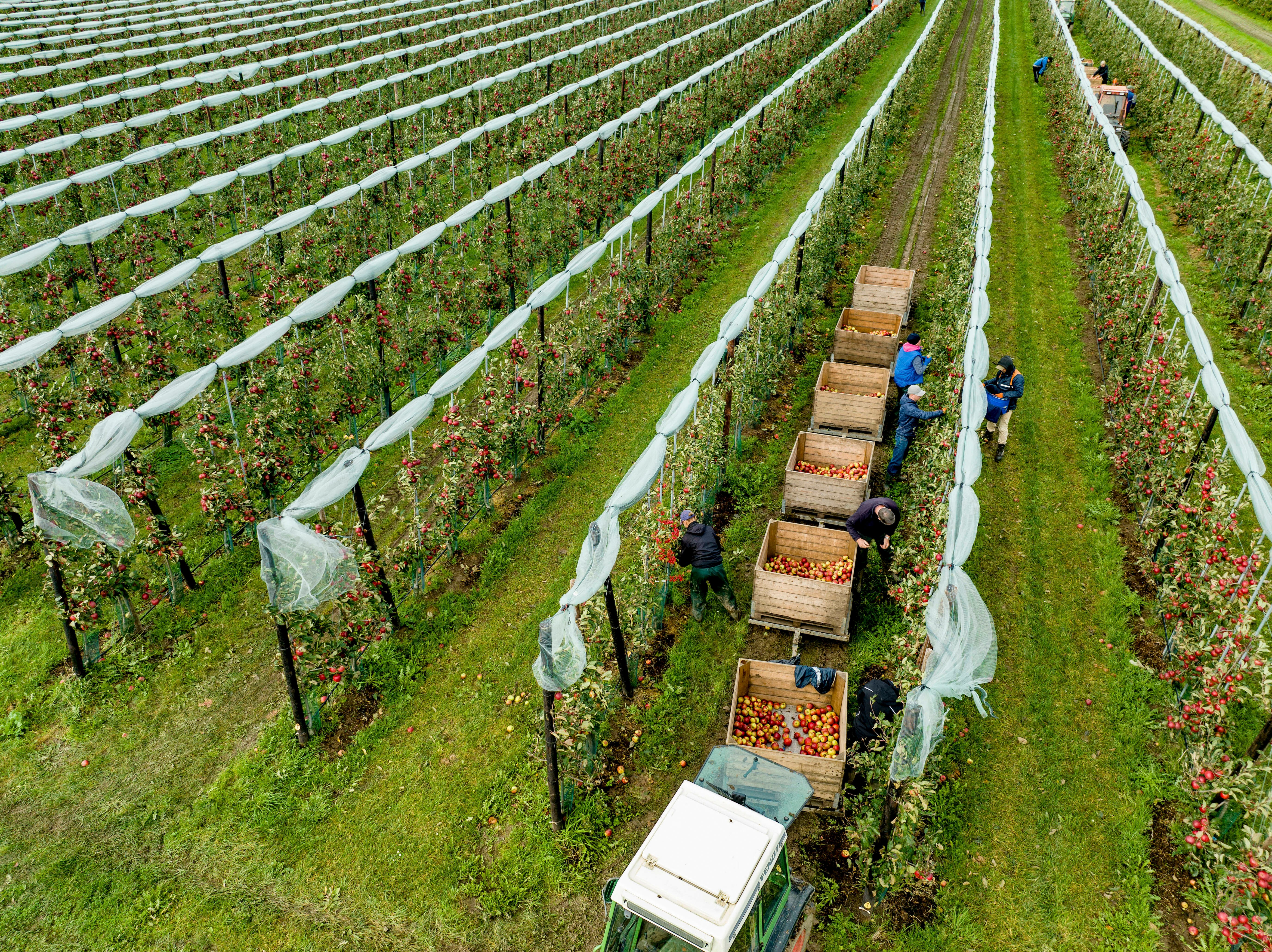 the-apples-are-harvested-at-a-fruit-grower-2025-04-04-18-39-34-utc
